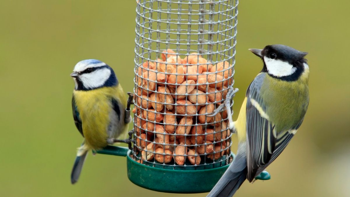 Warning to anyone with bird feeders in their gardens 'move them now' – OK! Magazine