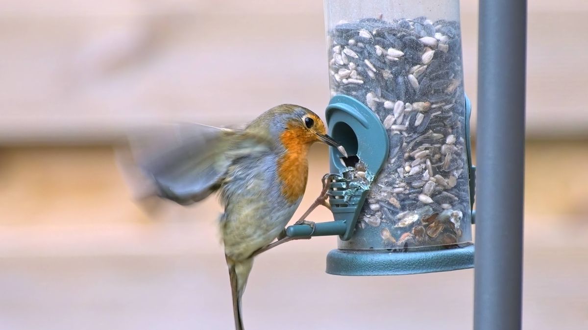 Robins will stop feeding in your garden if they spot 1 bird that can be easily deterred – The Mirror