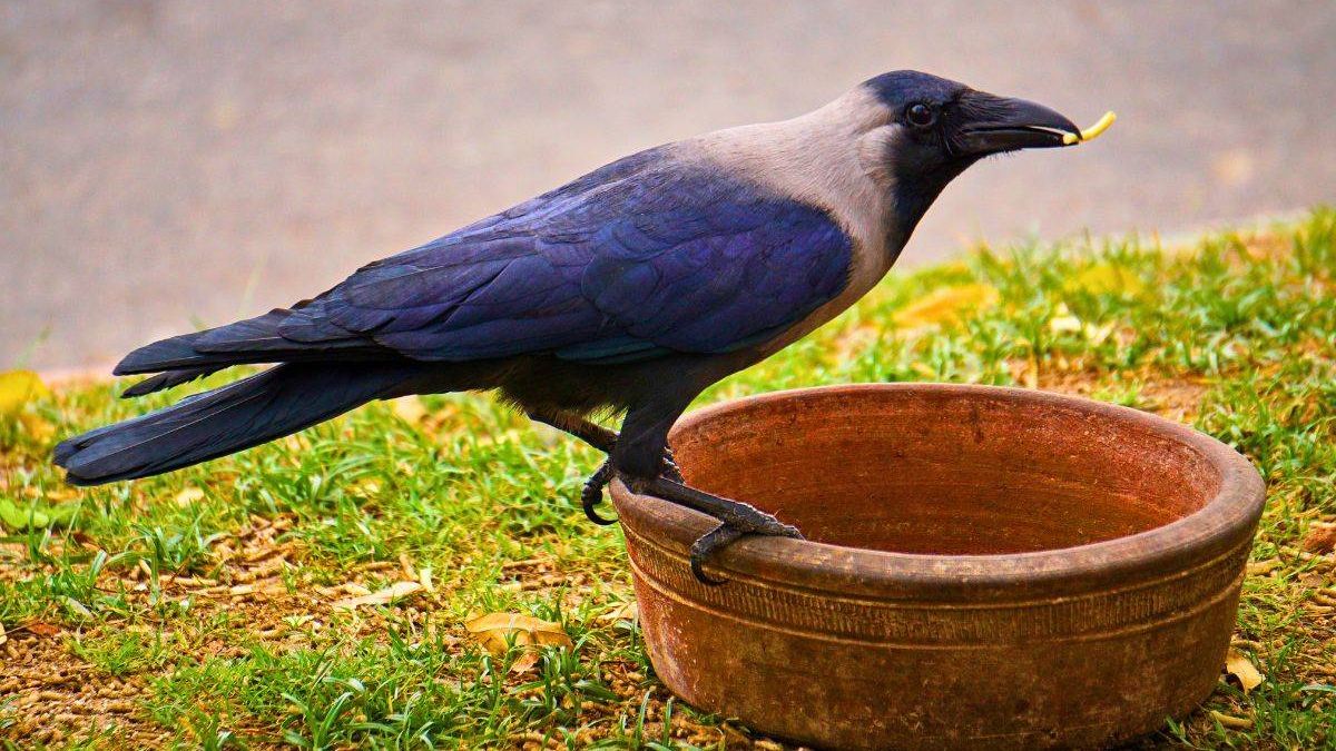 Crows will flock to your garden all summer if you feed them 1 simple item – The Mirror