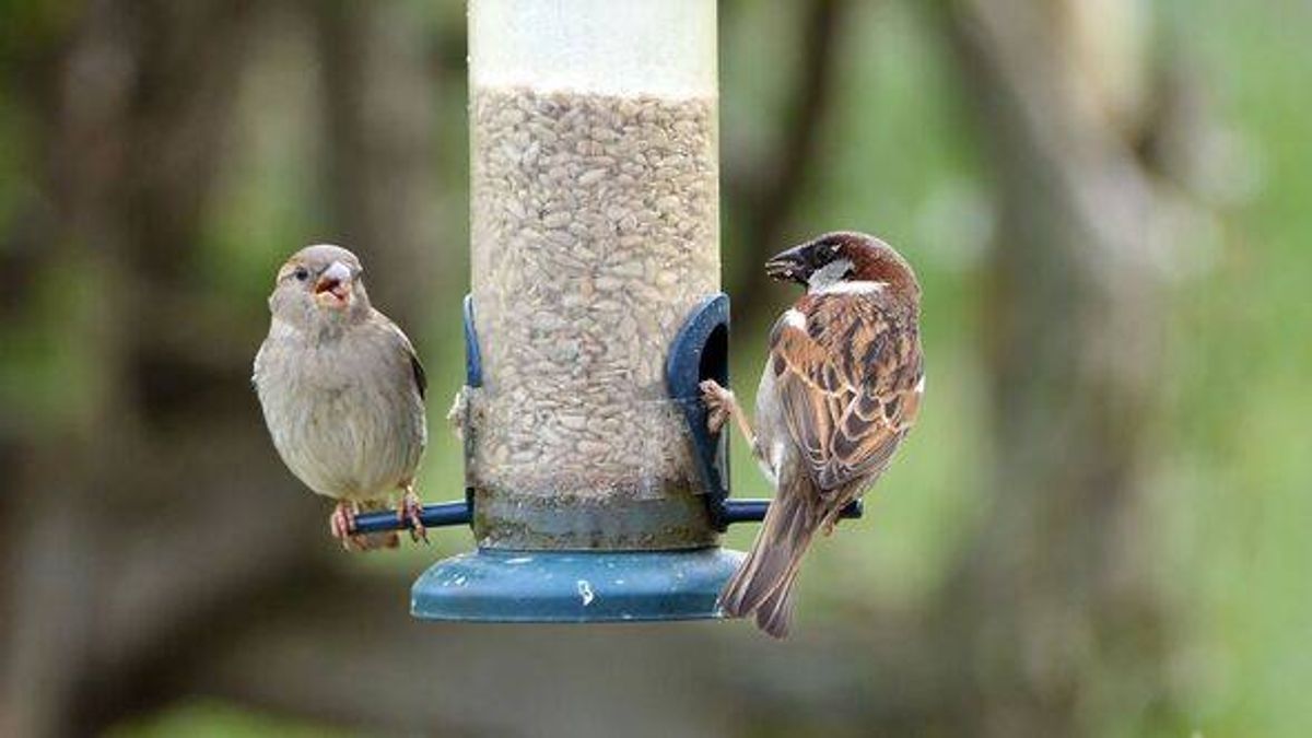 Gardeners urged to check bird feeders 'every 24 hours' for key reason – Daily Mirror
