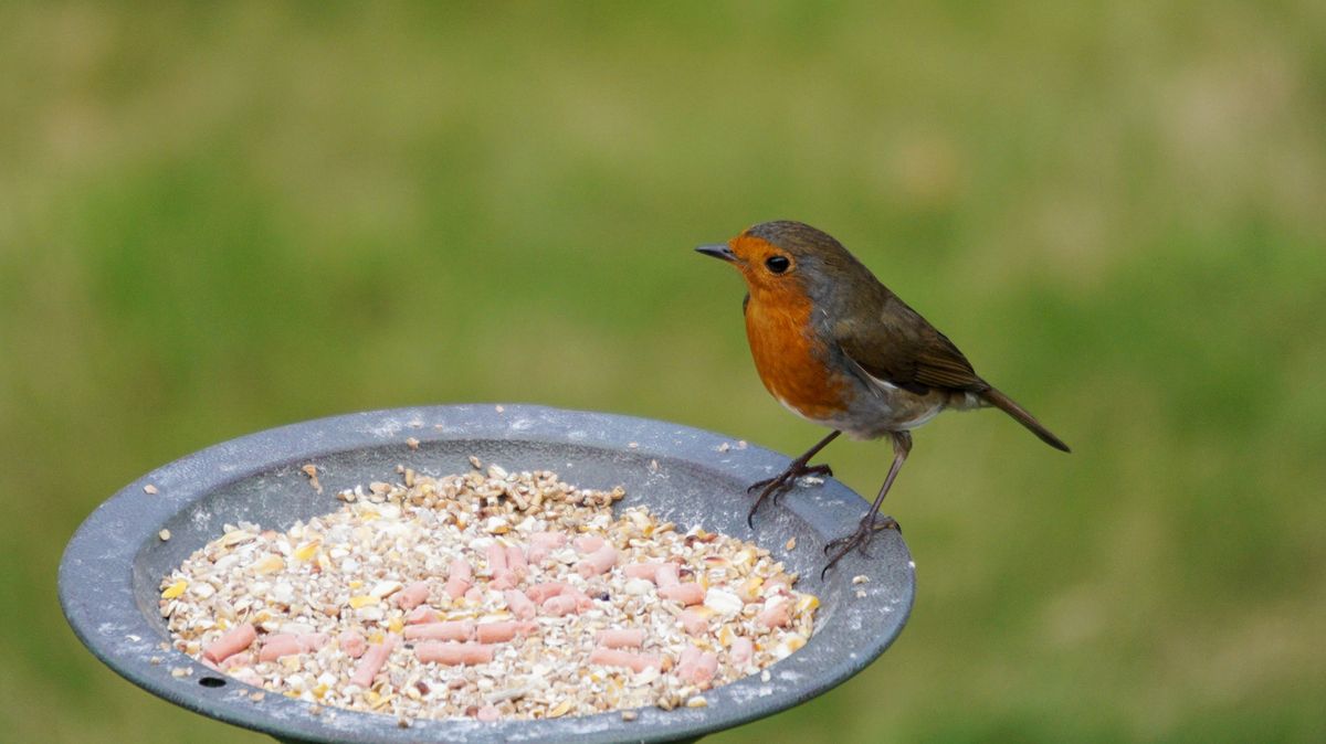Best place to put your bird feeder to attract robins to your garden – Wales Online