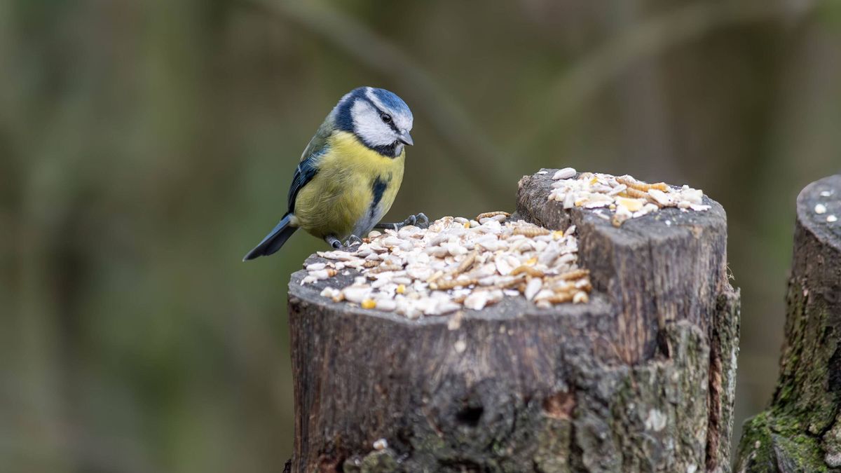 Garden task you need to do now to stop blue tits dying in your garden – Wales Online