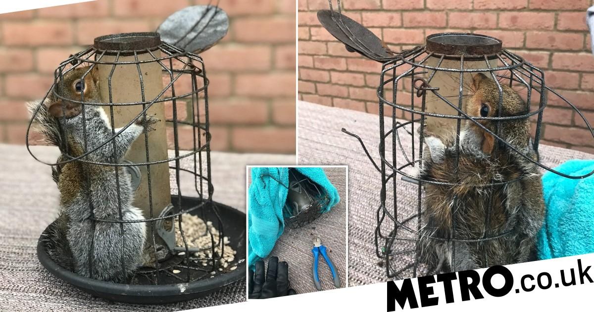 Chunky squirrel gets stuck in bird feeder after eating all the nuts – Metro.co.uk