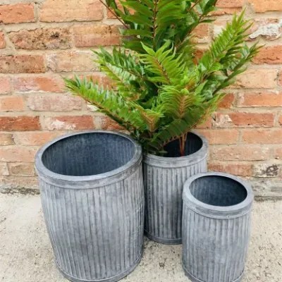plants