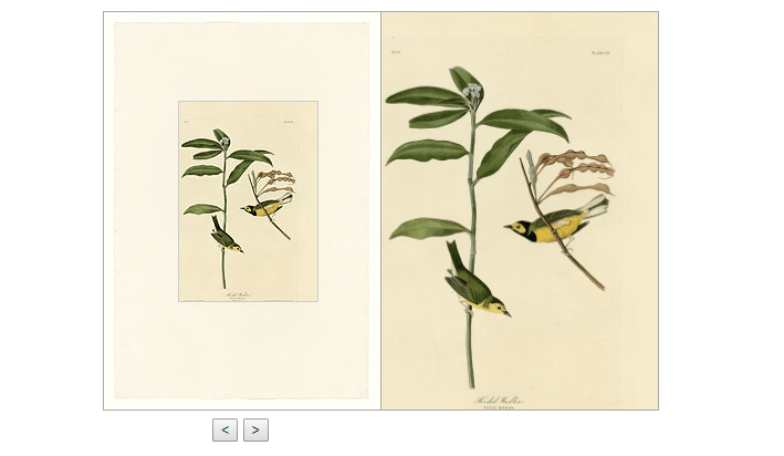 Magnifier Javascript Library