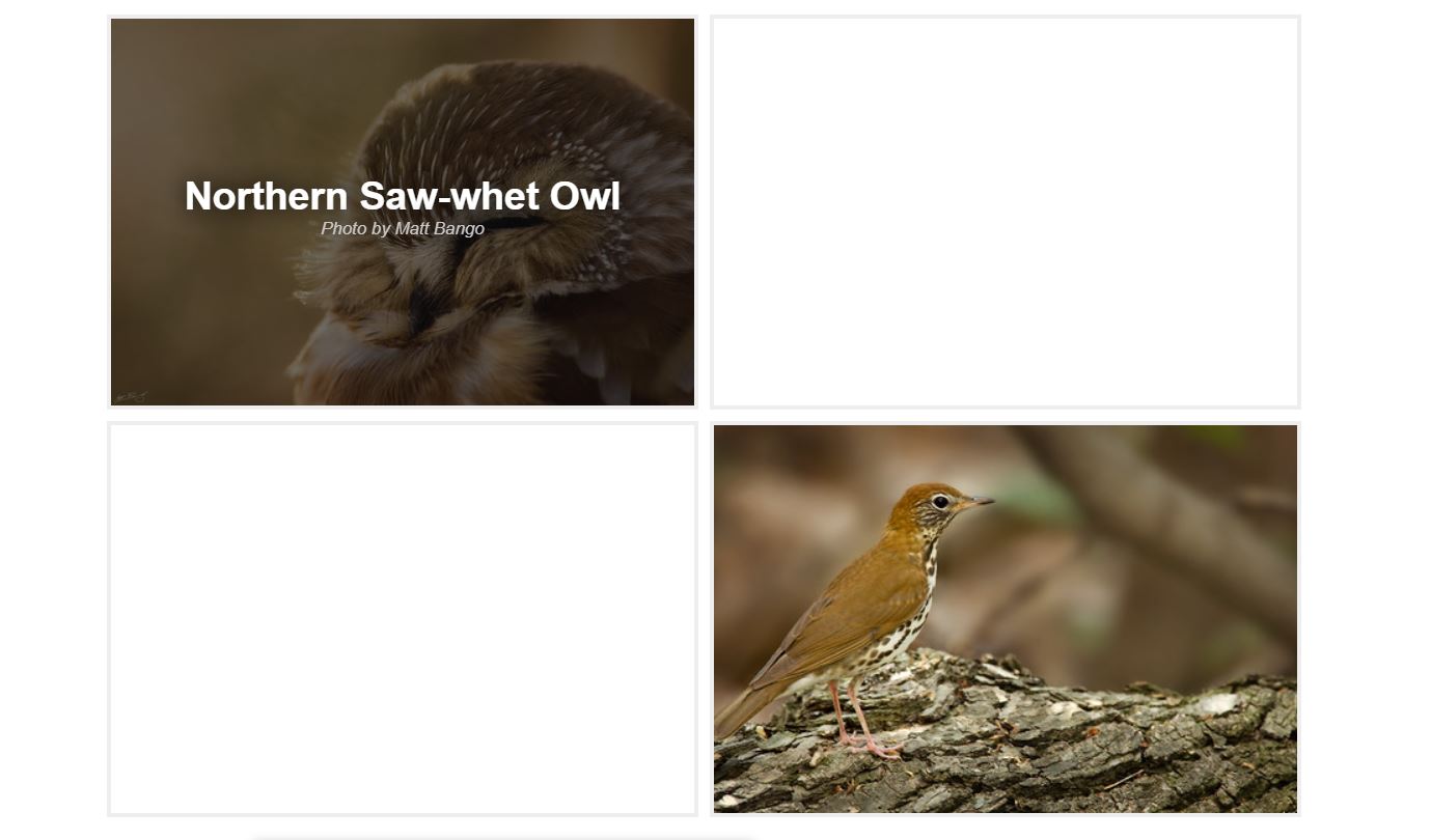 Image Hover For Website