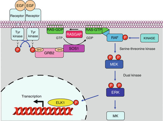 Receptor Tirosina Quinase Mapk A315138 1 En 2 Fig3 HTML 