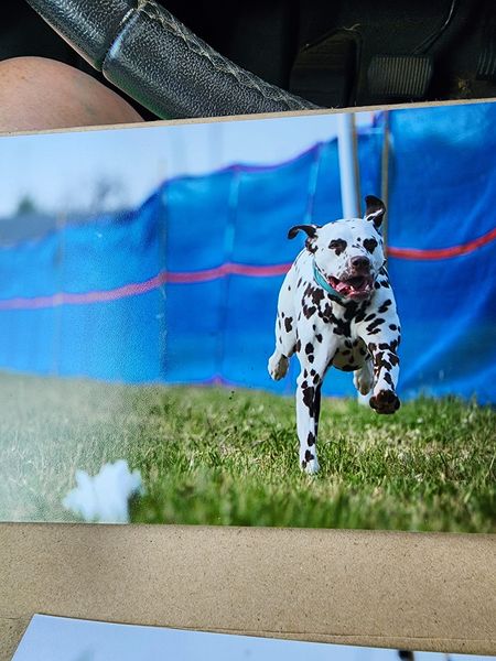 Dalmatian dog running outdoors in grass.