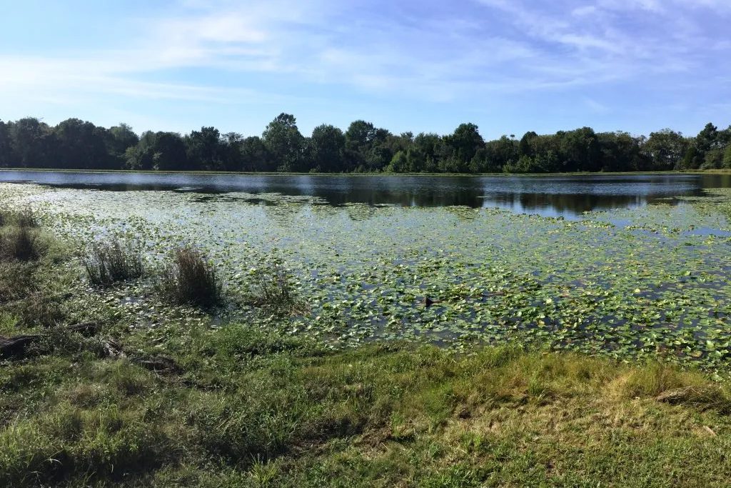 Serene lake with lily pads and trees.