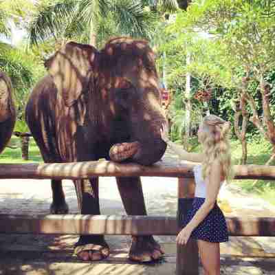 Meeting Elephants at Bali Zoo