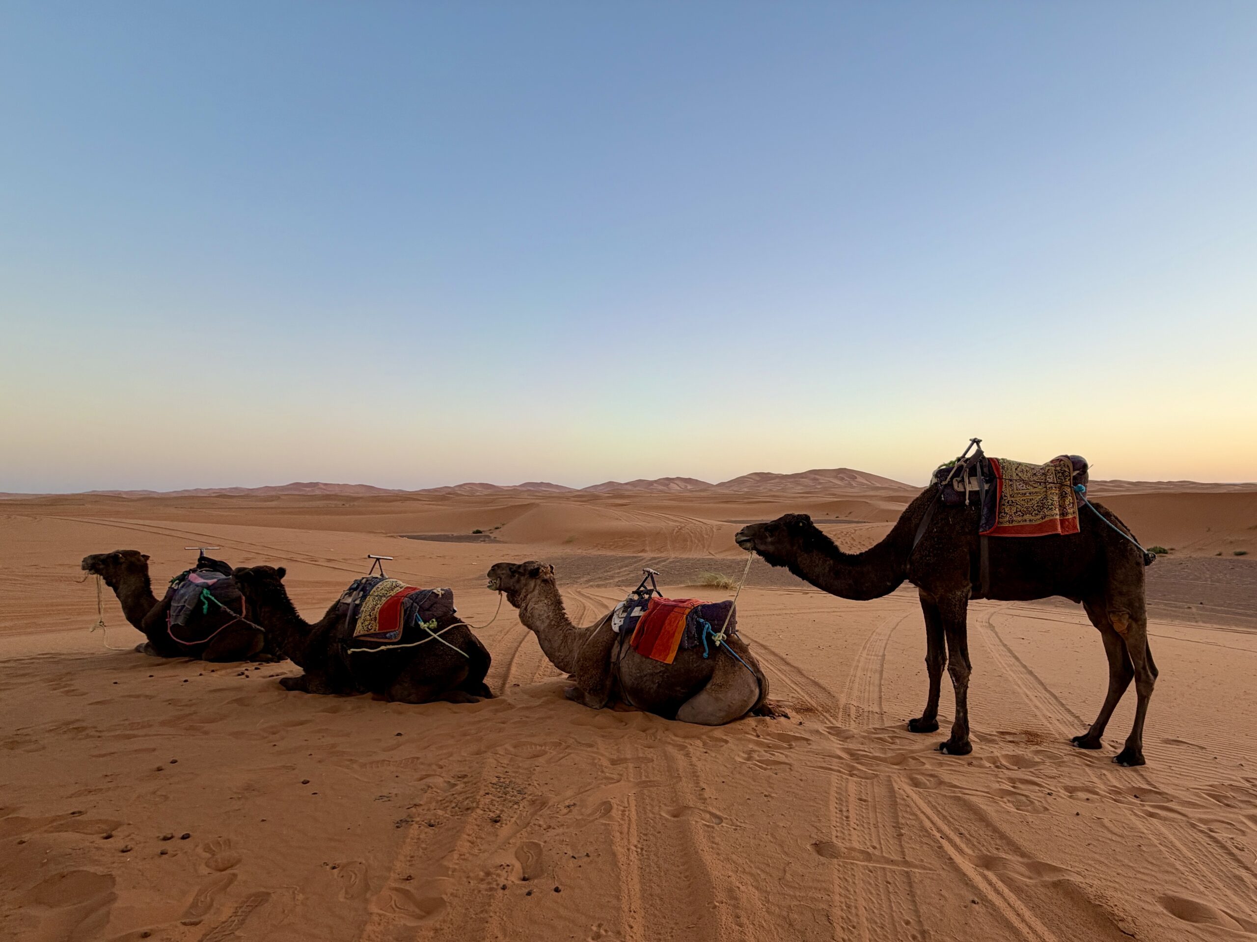 Camels in the Sahara