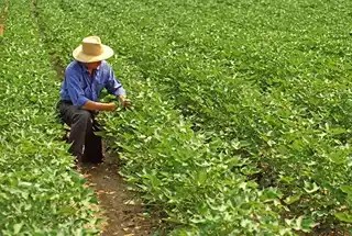 Crop Management Software