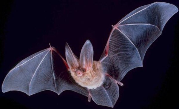 A Bat