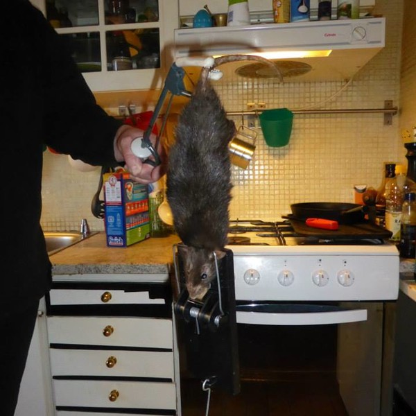 That is one giant goddamned rat.