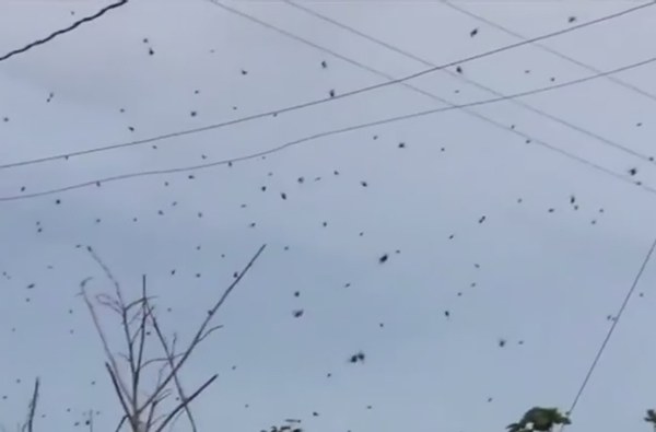 Spiders raining from the sky