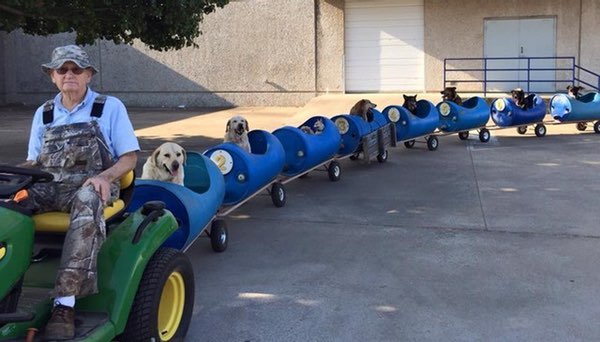Dog Train