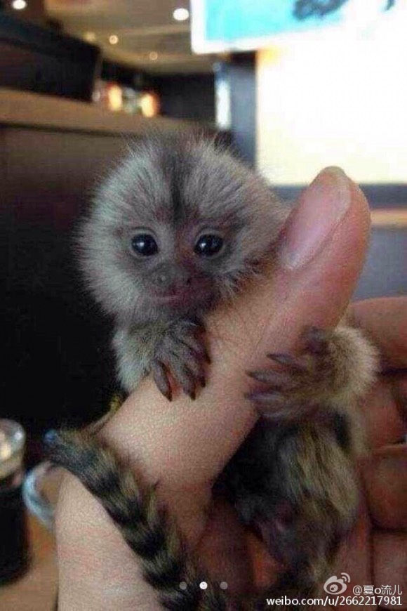 Tiny Monkey