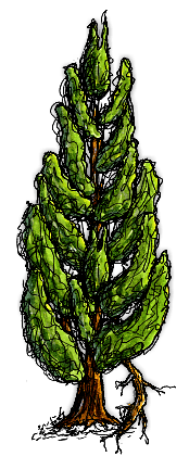 Tree Pruning Removal Braunarborcare