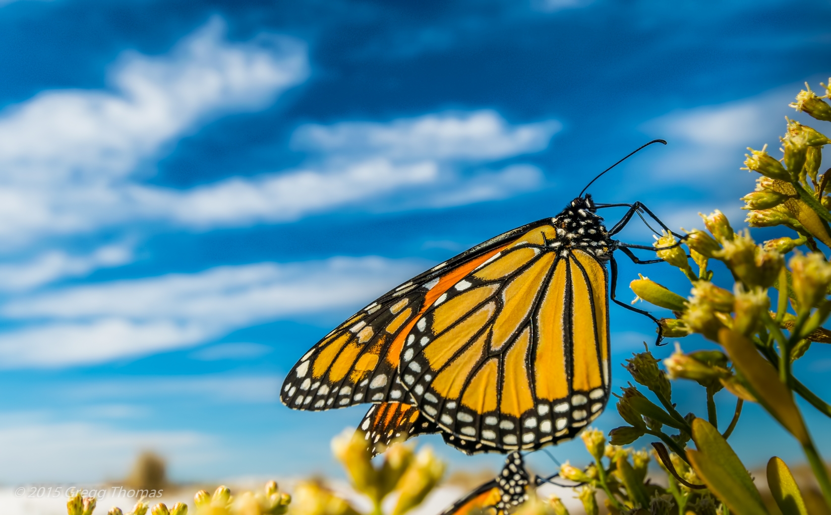 monarch, butterfly, florida, okaloosa