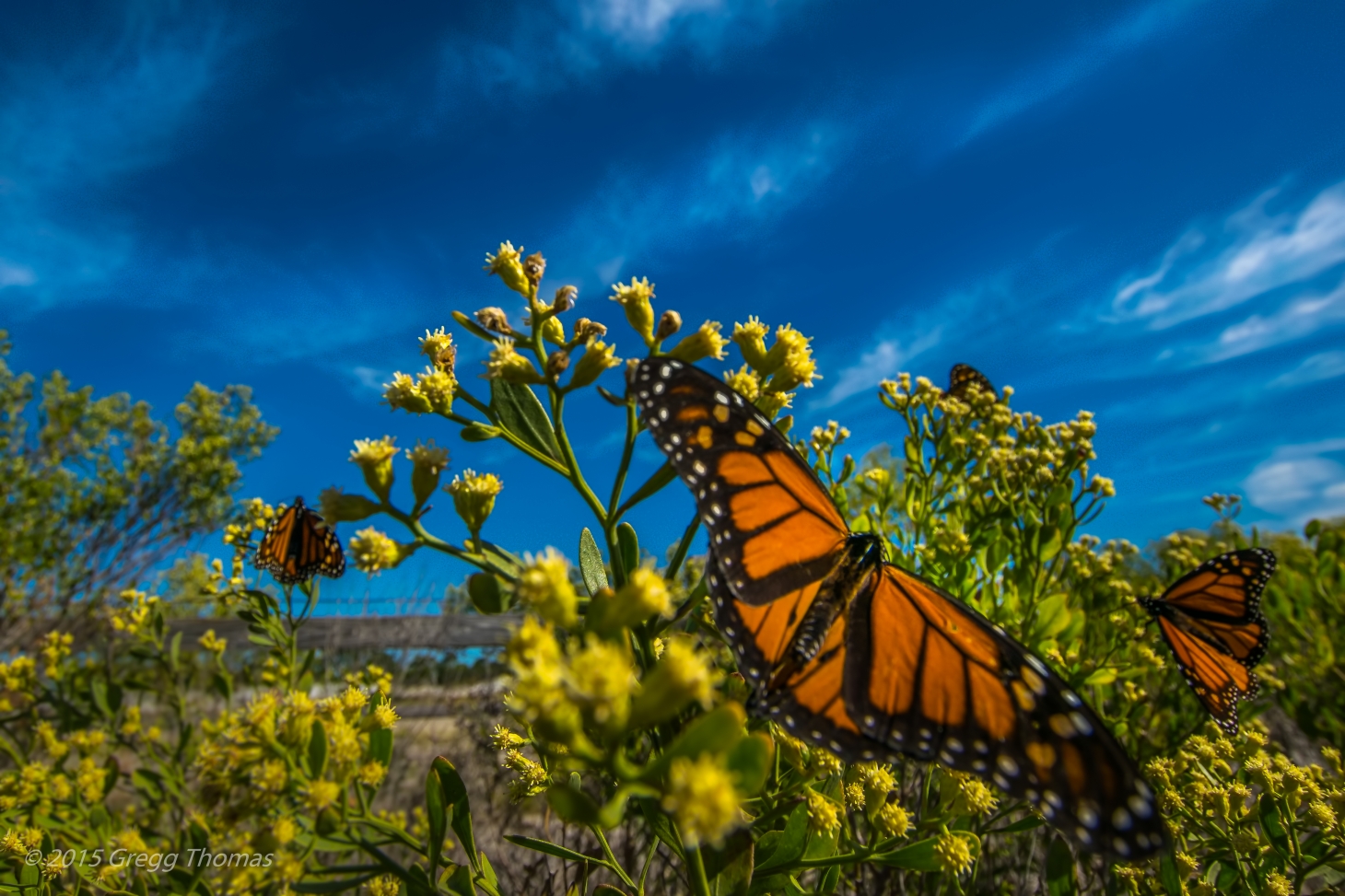 monarch, butterfly, florida, okaloosa