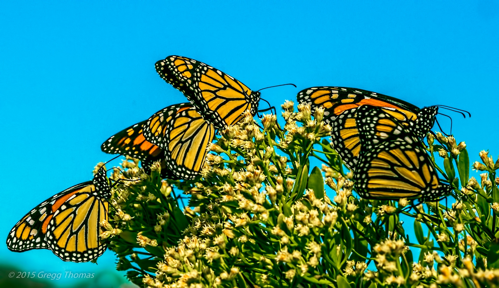 monarch, butterfly, florida, okaloosa