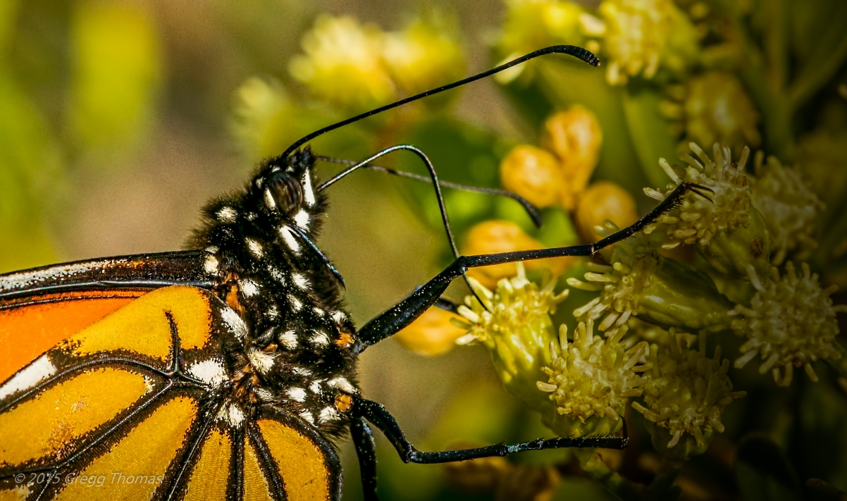 monarch, butterfly, florida, okaloosa