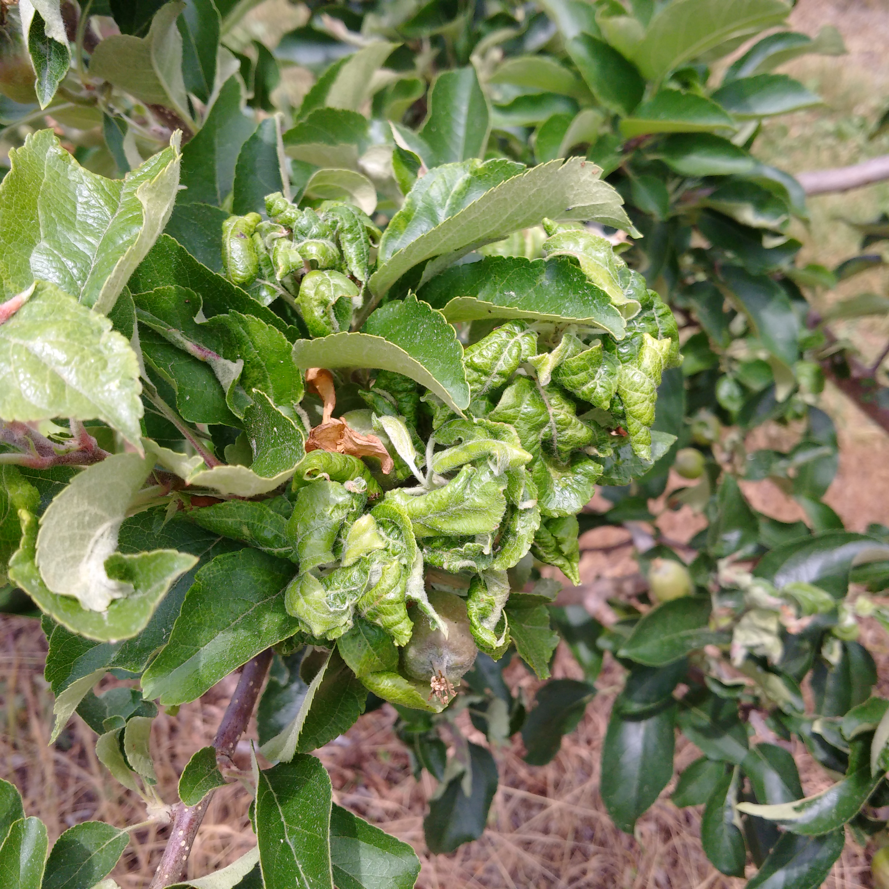 Figure 3. Rosy apple aphid damage typically appears as curled and crinkled leaves around fruit cluster.