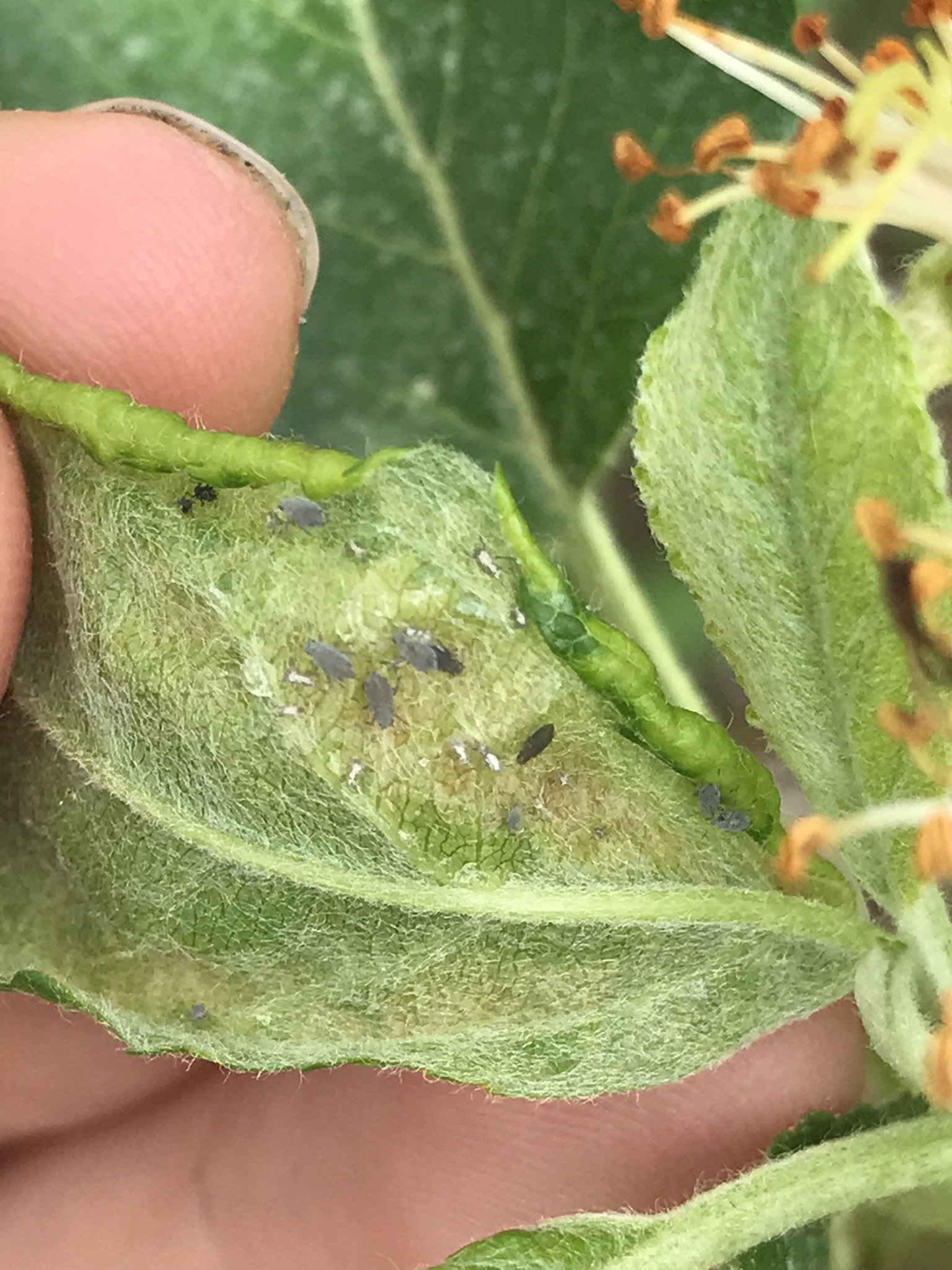 Rosy apple aphid colony