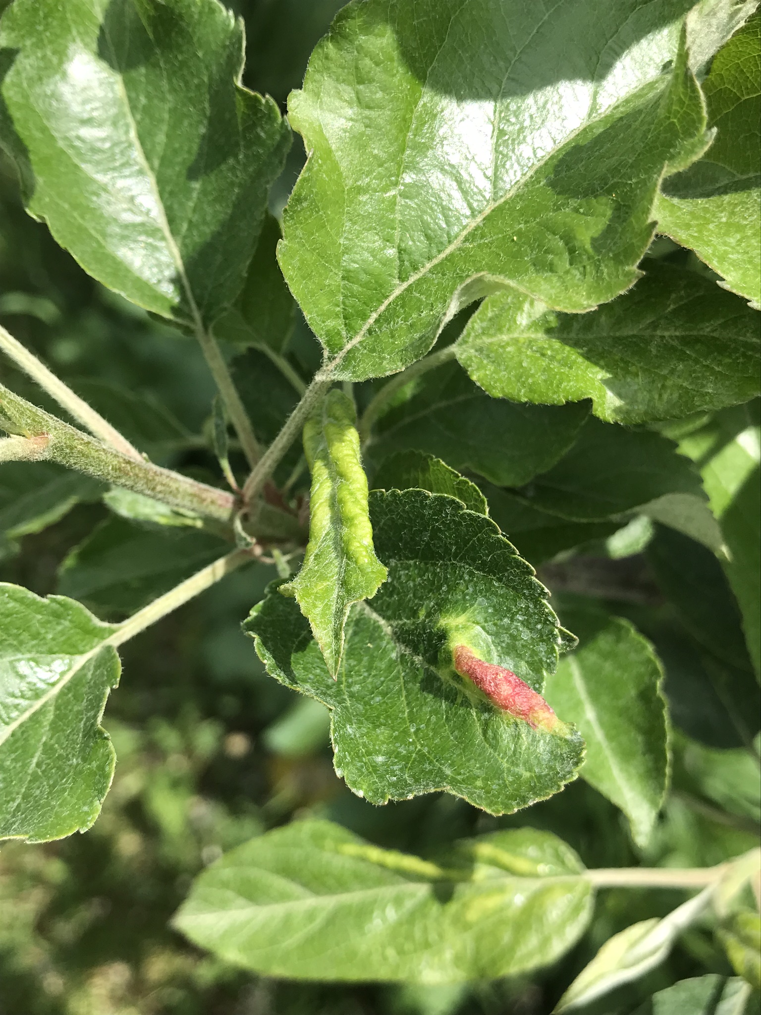 Leaf curl and puckering caused by rosy apple aphid