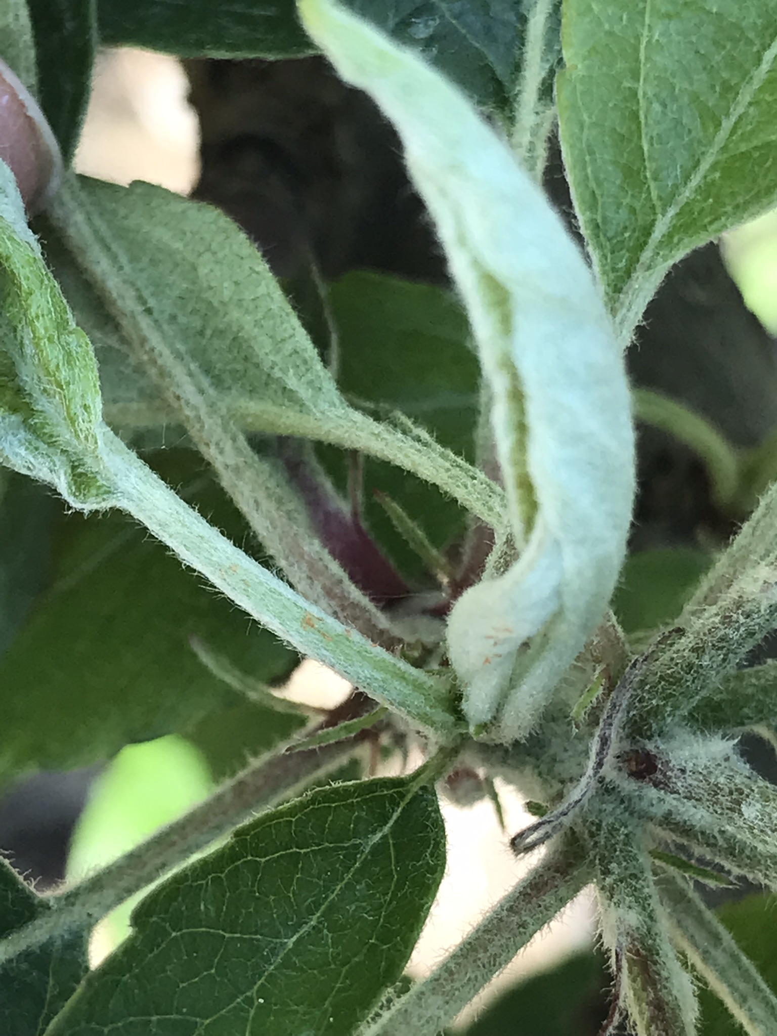 Small, orange apple leafcurling midge eggs along stem of new leaf.
