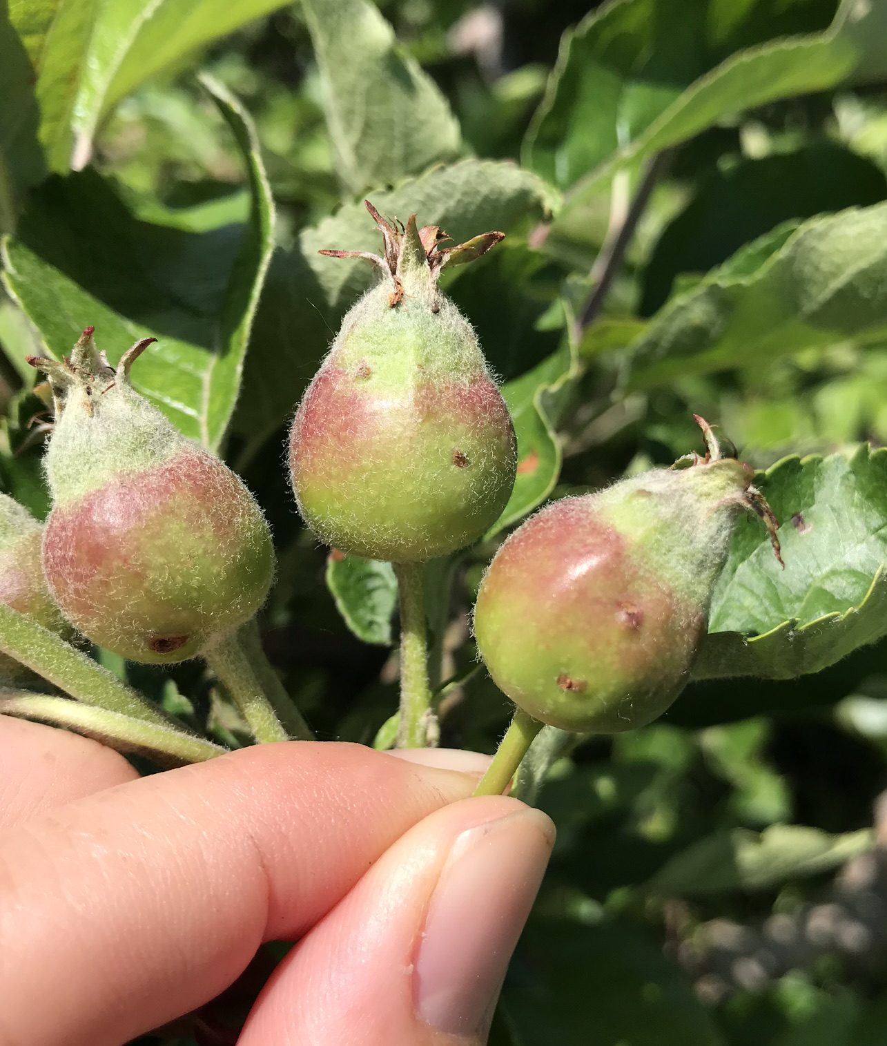 Mullein bug damage on developing apple