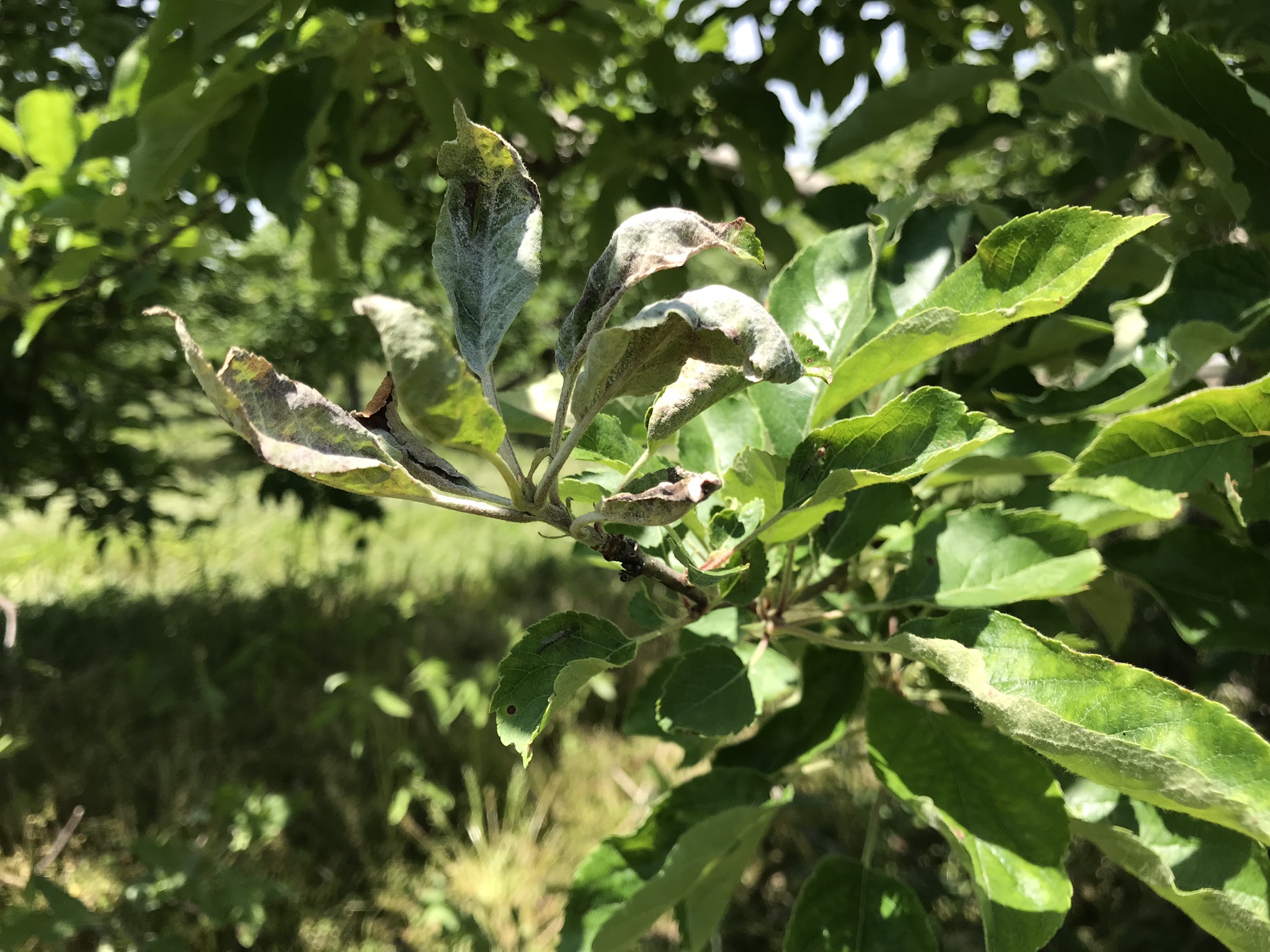 Powdery mildew on apple branch