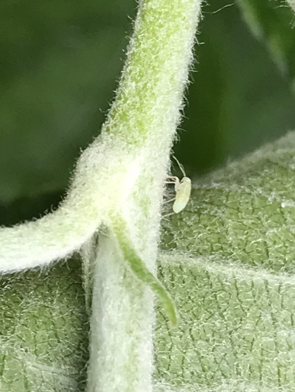 Mullein bug nymph