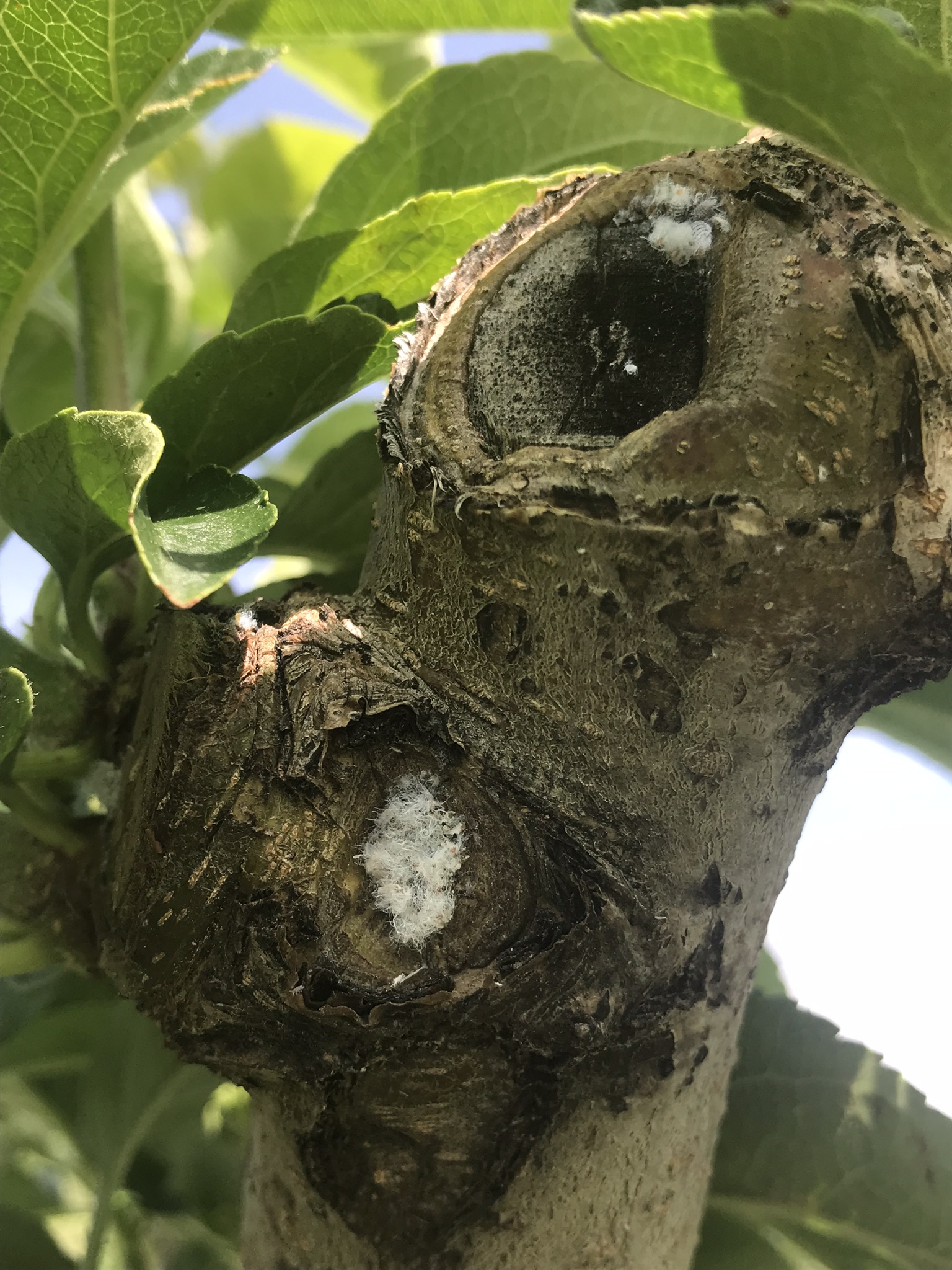 Woolly apple aphid
