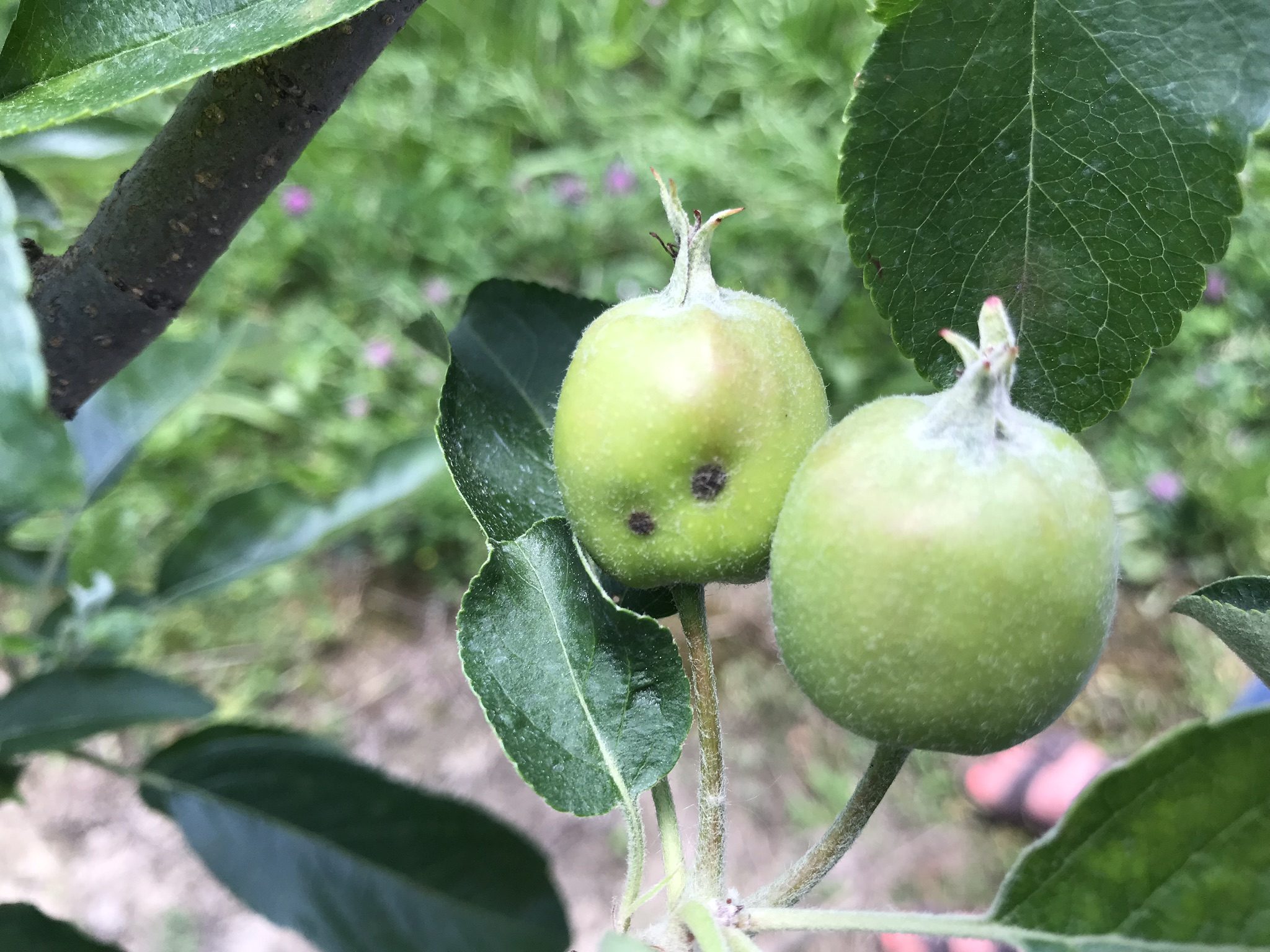 Apple scab on fruitlet