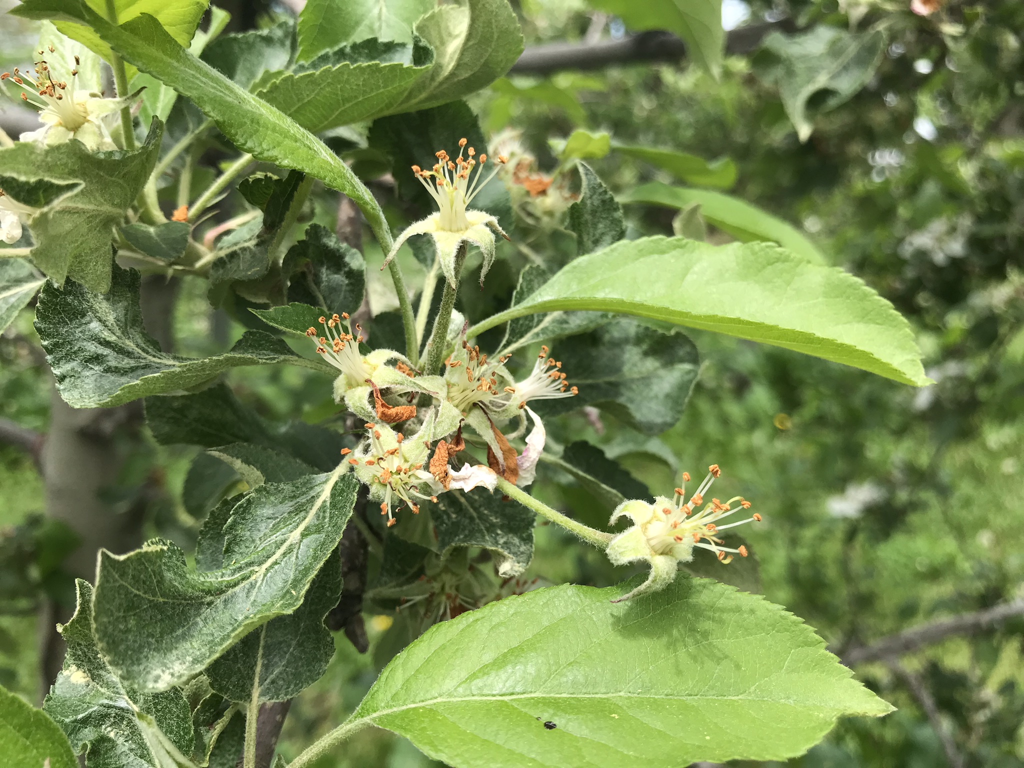 Petal fall in apple