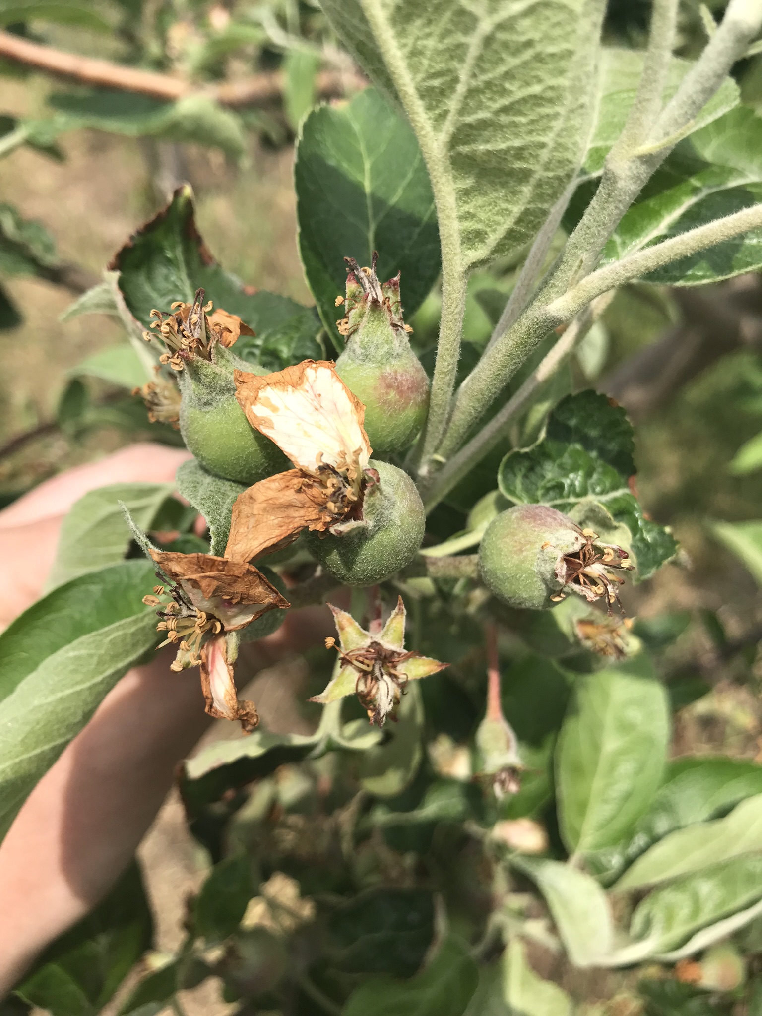 apple fruitlets
