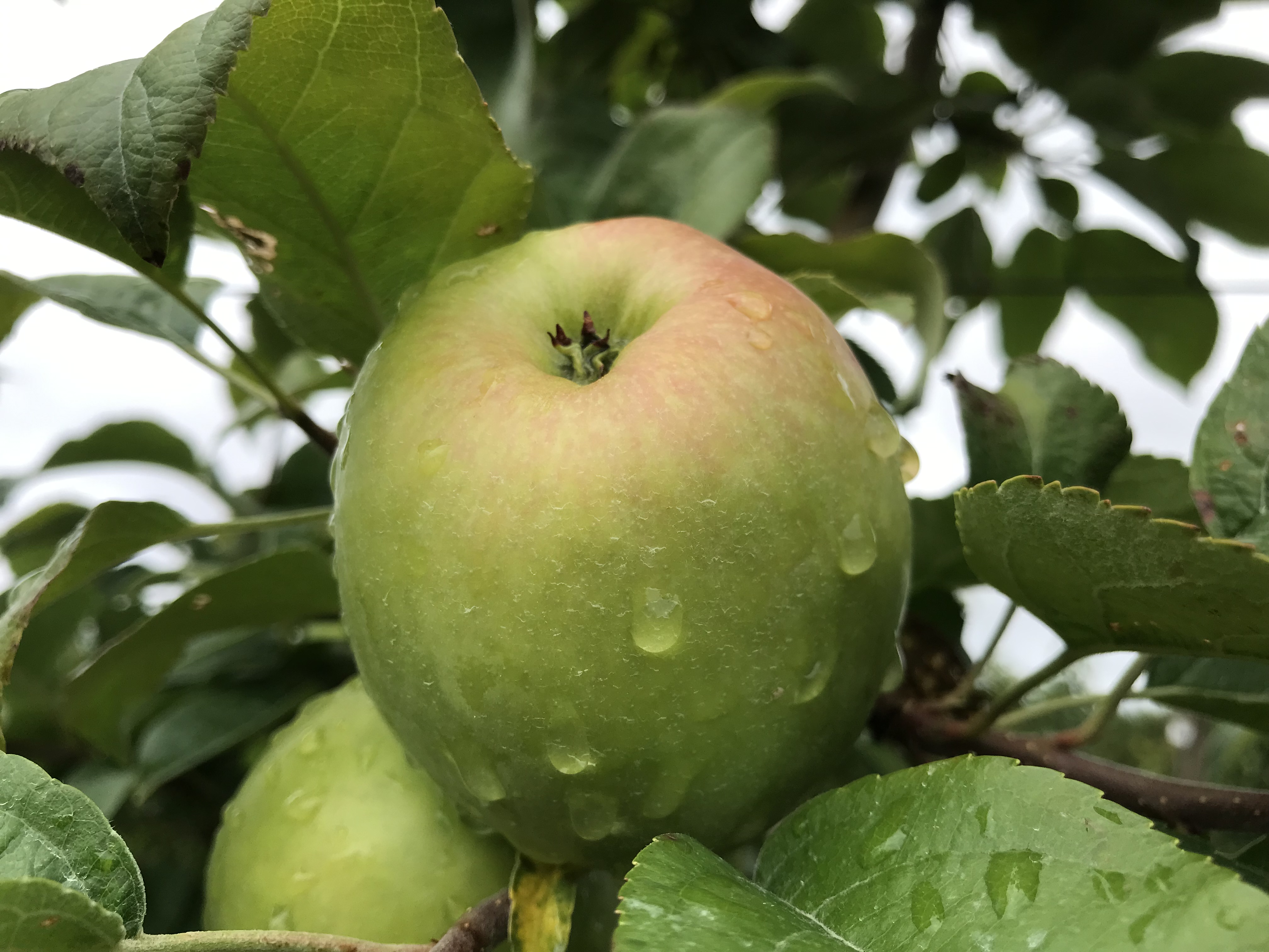 IPM using playback against pests - Good Fruit Grower