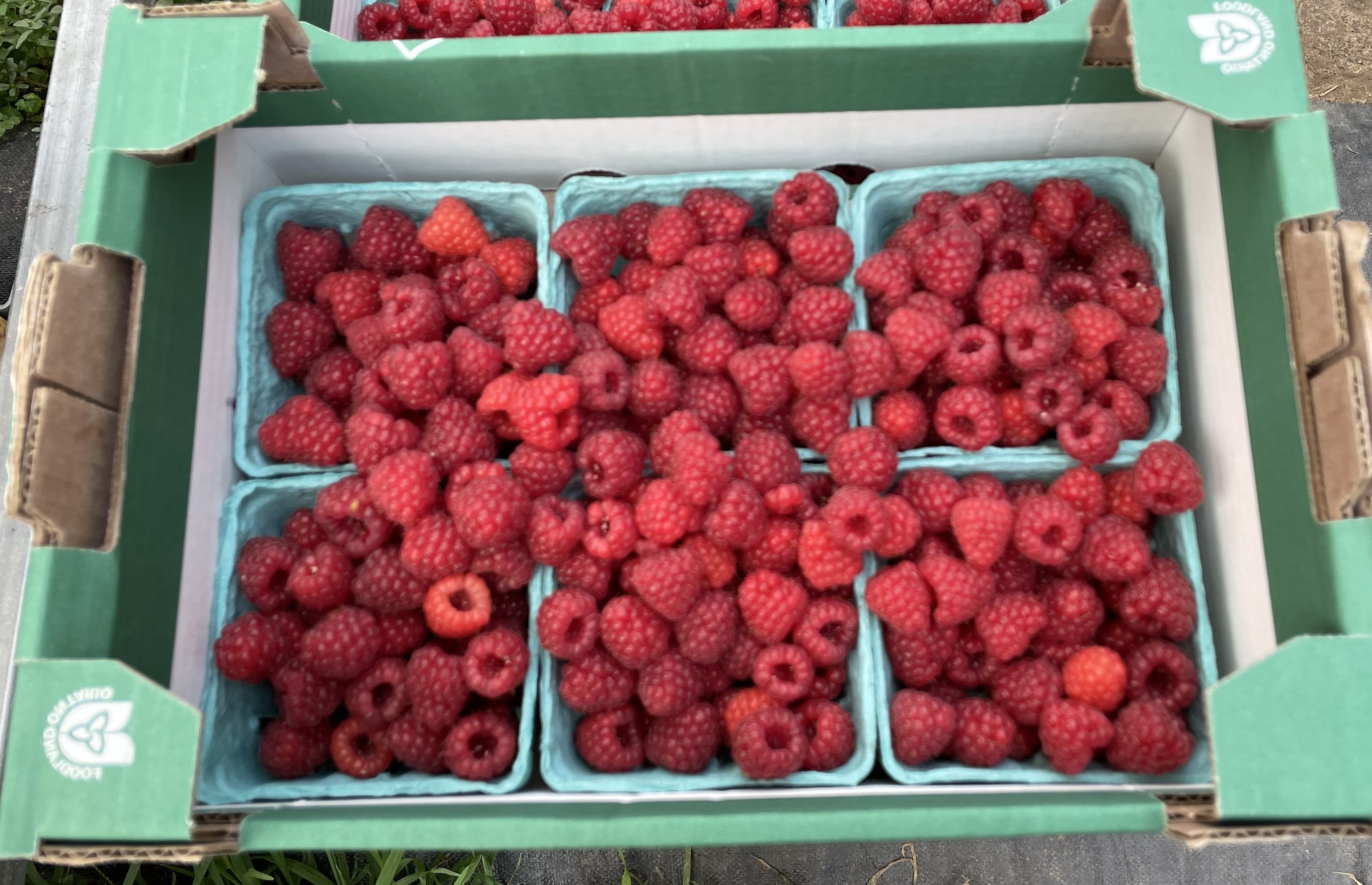 Red raspberries in a green box.