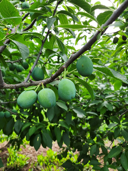 vampire plums