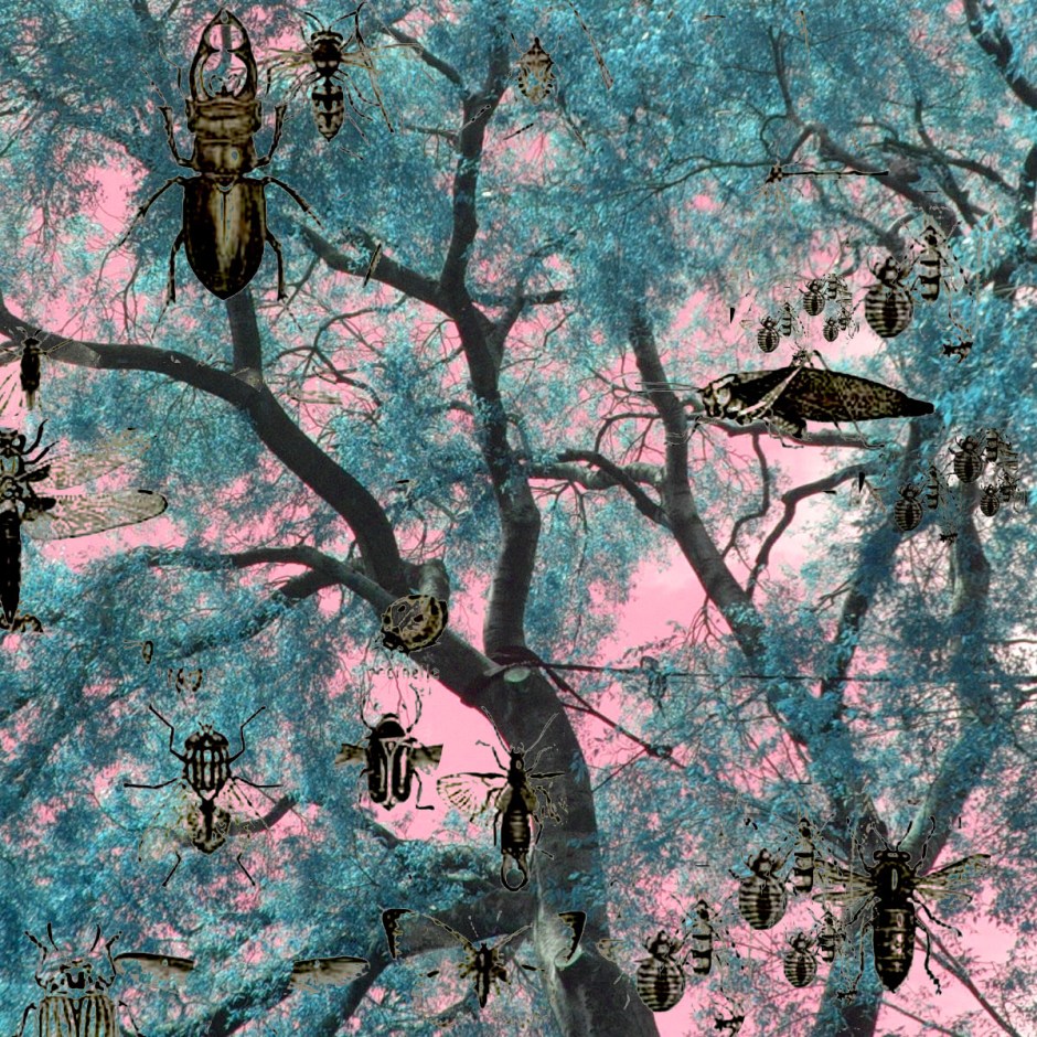La misma foto en formato cuadrado y con los mismo insectos buscando el contraste,