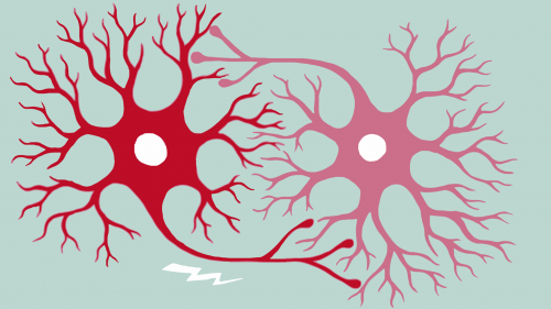 Known as the cpu, this important component of the computer hardware facilitates instructions between. Fundamentals Of Neuroscience Part 1 The Electrical Properties Of The Neuron Harvard University