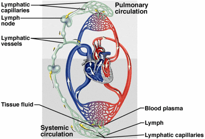 As the interstitial fluid begins to accumulate, it is picked up and … Differences Between Blood And Lymph Online Science Notes