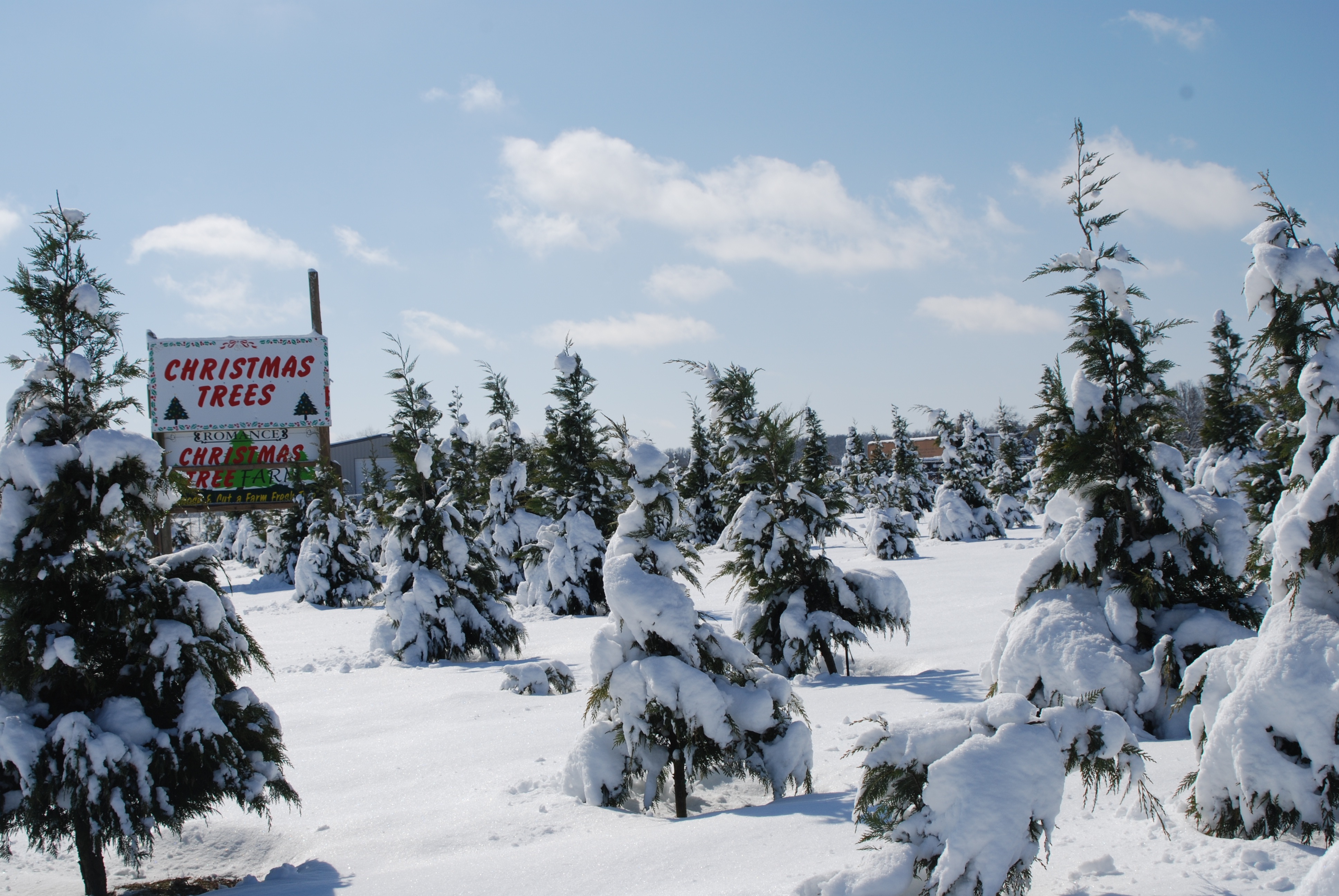 It uplifts the spirits of people during the winter and carries the refreshing scents of pine cones and spruce. Christmas Tree Farms - Only In Arkansas