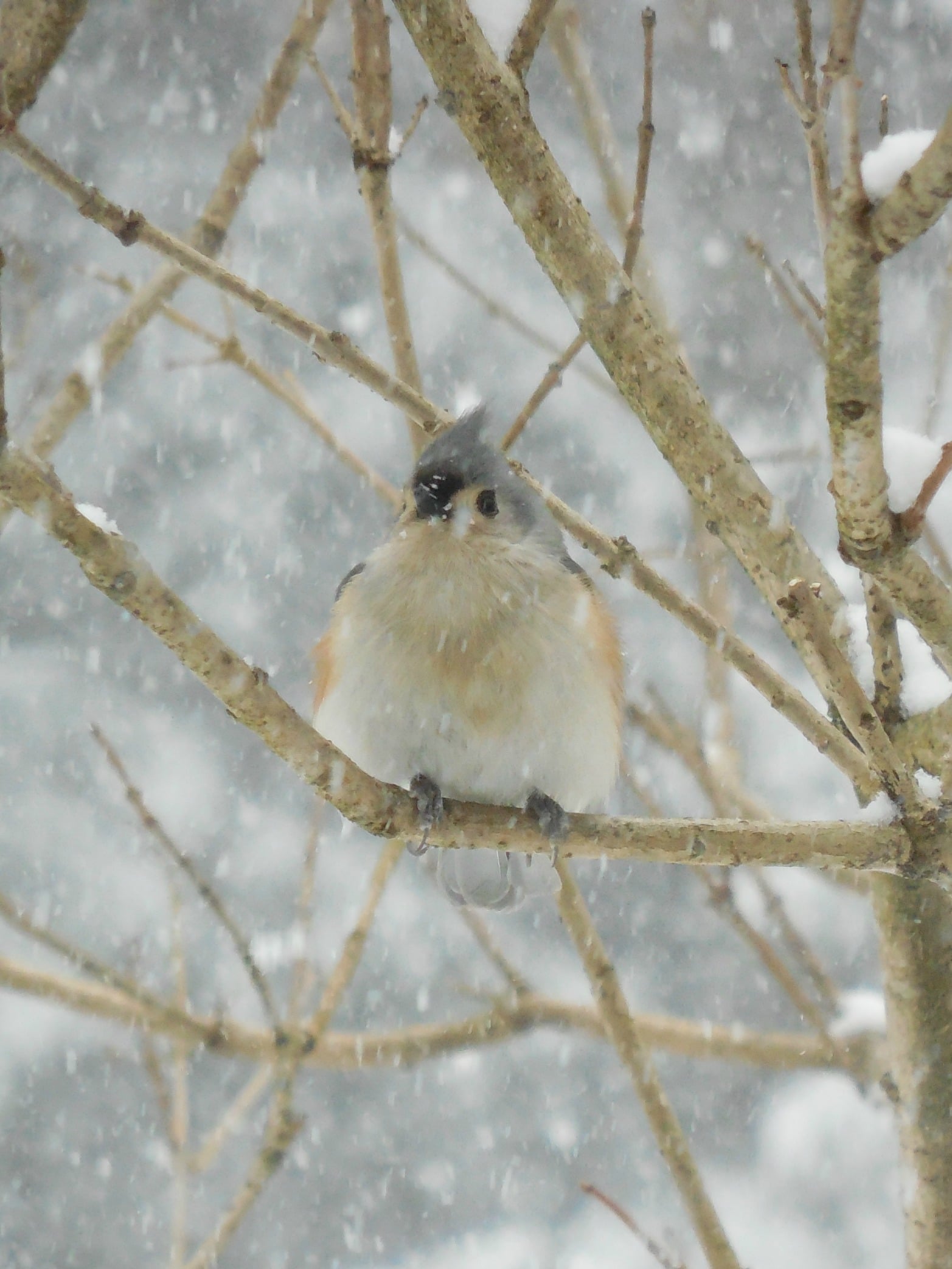 Don't just limit your kids to science for their bird studies. 10 Easy Bird Feeder Science Activities Only Passionate Curiosity