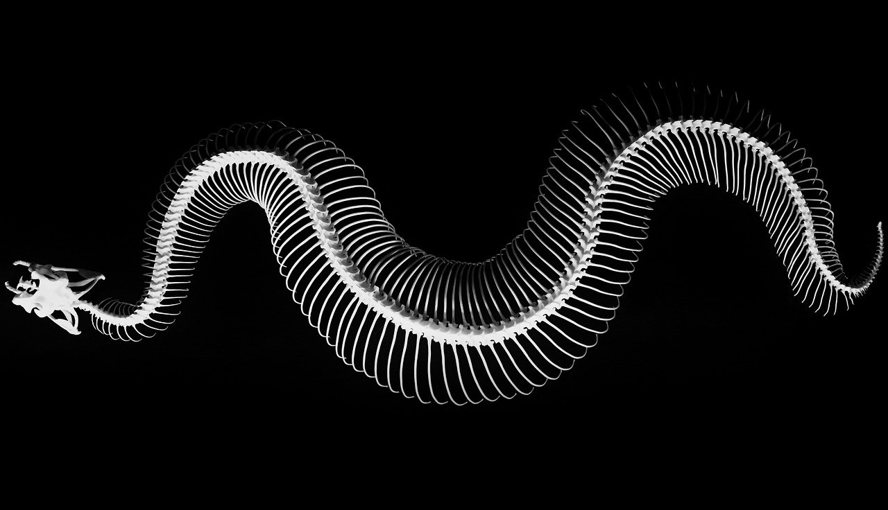Snake Skeleton System