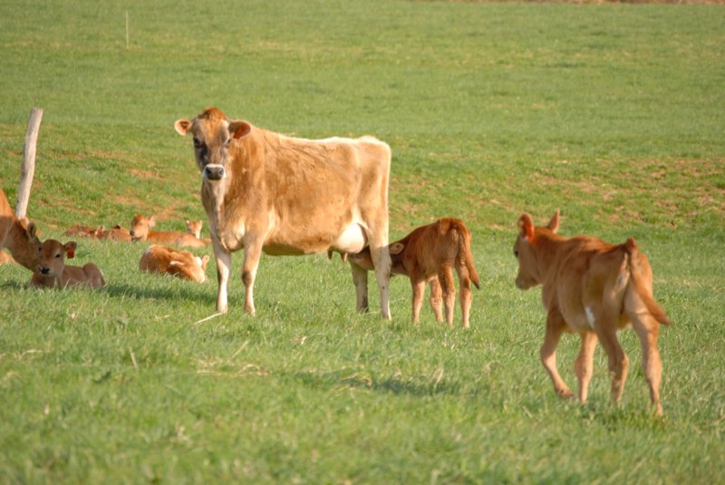 Ron’s Nurse Cows On Pasture