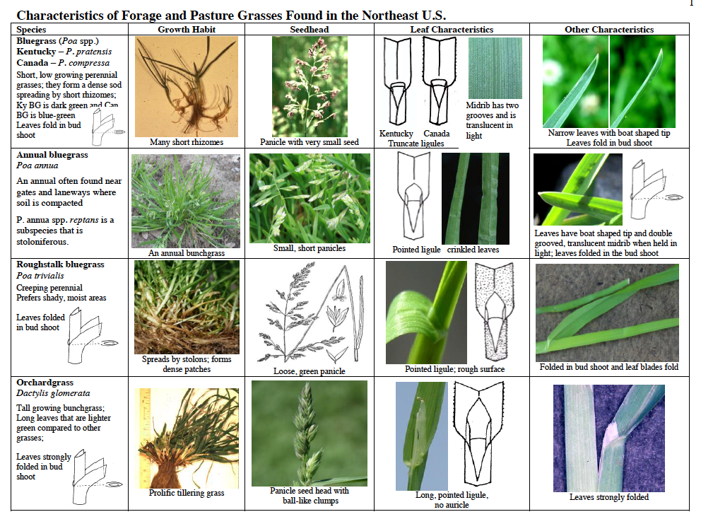 Pasture grass cheap