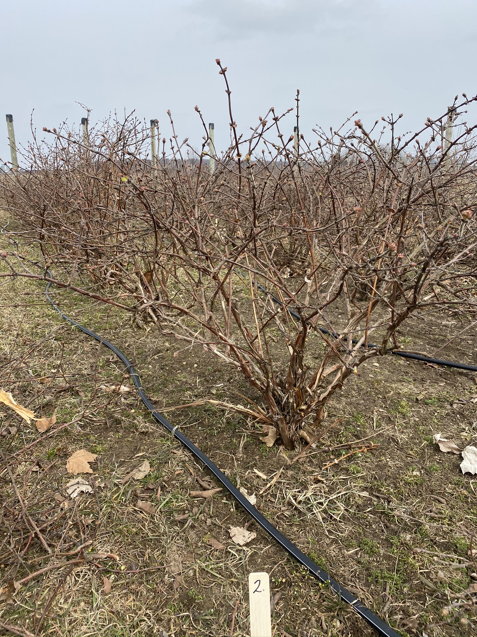 Haskap Pruning Basics onspecialtycrops