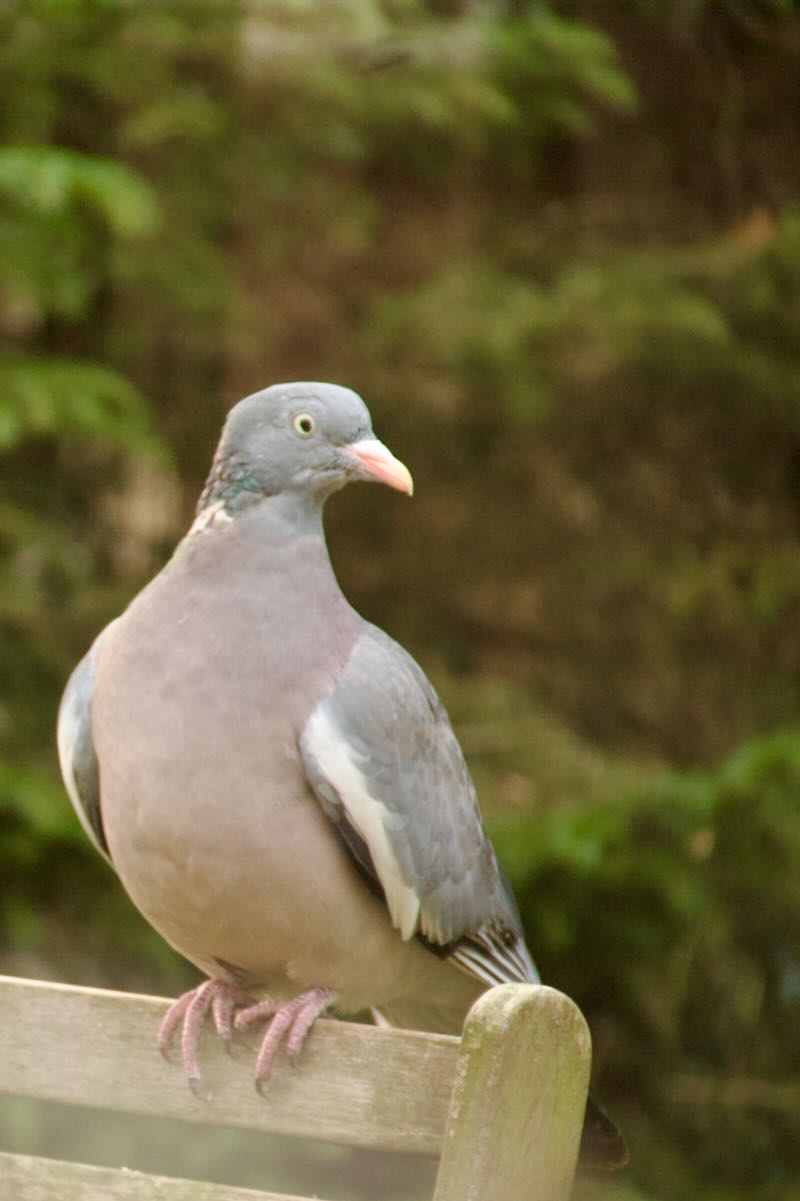 De vogels van februari